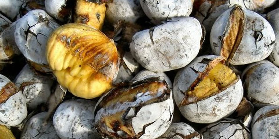 Chegaram as Castanhas